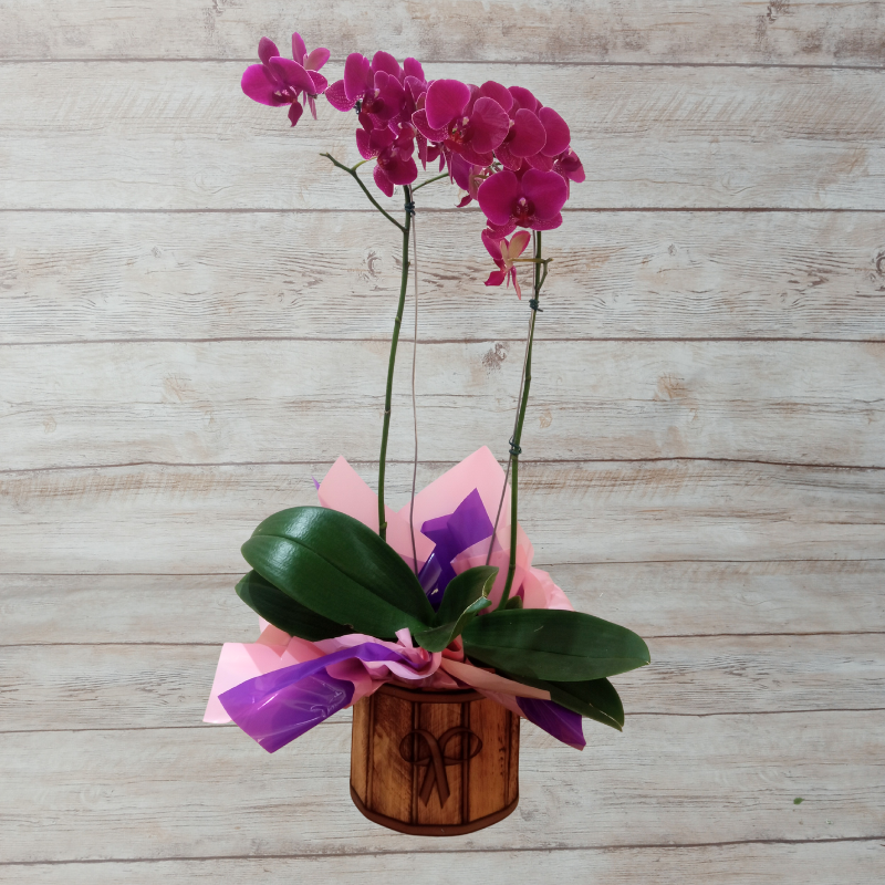 Orquídea Phalaenopsis 2 Hastes Pote 15 "Foto real do produto"